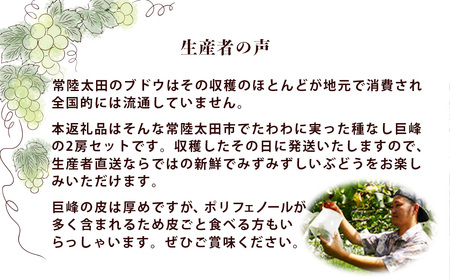 【先行予約】ぶどう 種無し巨峰 2房｜ぶどう ぶどう ぶどう ぶどう ぶどう