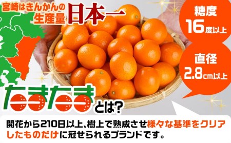 《先行受付!》 【家庭用】宮崎ブランド完熟きんかん「たまたま」1kg_LG-0101_(都城市) みやざきブランド 完熟きんかん たまたま Lサイズ 家庭用 糖度【16度以上】大きさ【直径2.8cm以