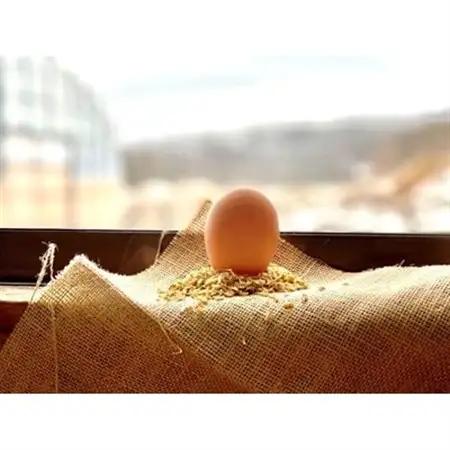 【毎月定期便】ファームモチツモタレツの平飼い自然有精卵30個 全3回【配送不可地域：離島】【4011950】