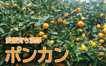 【愛南産ポンカン】冬の柑橘ポンカン 5kg