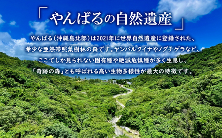 希少品種「蔡温松」一枚板(幅約70cm×長さ約120cm×厚み約7cm)天然木【1720675】