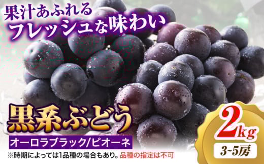 【2026年先行予約】黒系ぶどう 2kg ピオーネ オーロラブラック 岡山県産 3房 ~ 5房《2026年9月上旬-9月中旬頃出荷》ひらた農園 黒系ぶどう 送料無料 岡山県 浅口市 ぶどう フルーツ 果物 贈り物 ギフト 国産 くだもの 果物 青果物 食べ比べ セット