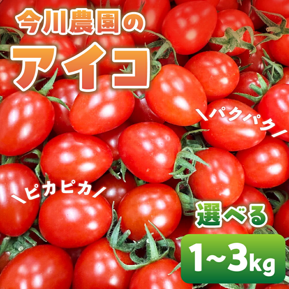 【ふるさと納税】【先行予約】今川農園のミニトマト アイコ 選べる1～3kg 先行予約受付 期間限定 季節限定 野菜 国産 完熟 やさい フルーツ トマト 完熟 千果 ミニトマト イエロー プチトマト イエロートマト プチ お弁当 贈り物 おやつ サラダ 送料無料 産地直送