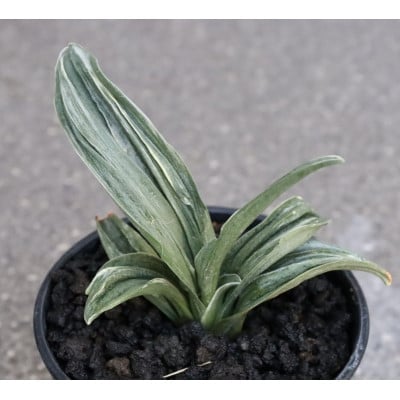 
            ＜おもと はじめて応援＞岡崎・徳川家康公の縁起物!お祝い万年青!【1655541】
          