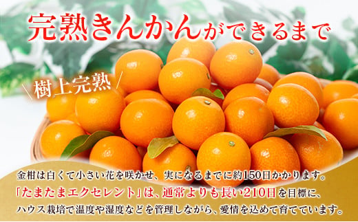 ＜2027年発送＞完熟きんかん「たまたまエクセレント」 糖度18度以上 約1kg 宮崎県産
