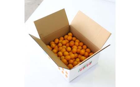 AA-C1 串間市産の完熟きんかん「たまたま」(2L・計3kg)【串間市大束農業協同組合】