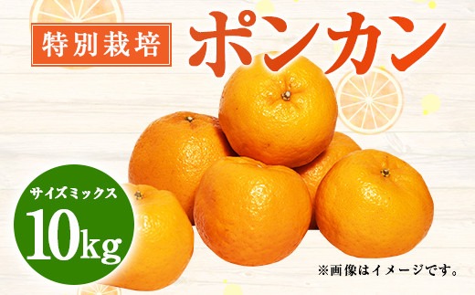 【先行受付】特別栽培ポンカン 10kg サイズミックス 柑橘 ポンカン ぽんかん フルーツ 果物 果実 九州産 熊本県 上天草市【2027年1月上旬から2月下旬発送予定】