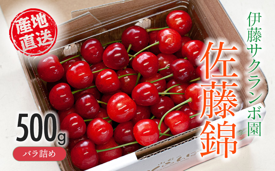 
                  【令和8年産先行予約】 伊藤サクランボ園のさくらんぼ「佐藤錦」（L～2Lサイズ混合）バラ詰め 500g 山形県鶴岡産　K-842　| サクランボ フルーツ 果物 くだもの 500グラム 人気 美味しい おいしい 返礼品
                