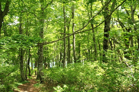 飯南町森林セラピーチケット【森林散策 観光チケット 山歩き 旅行 ガイド 体験 Ｂ-31】　