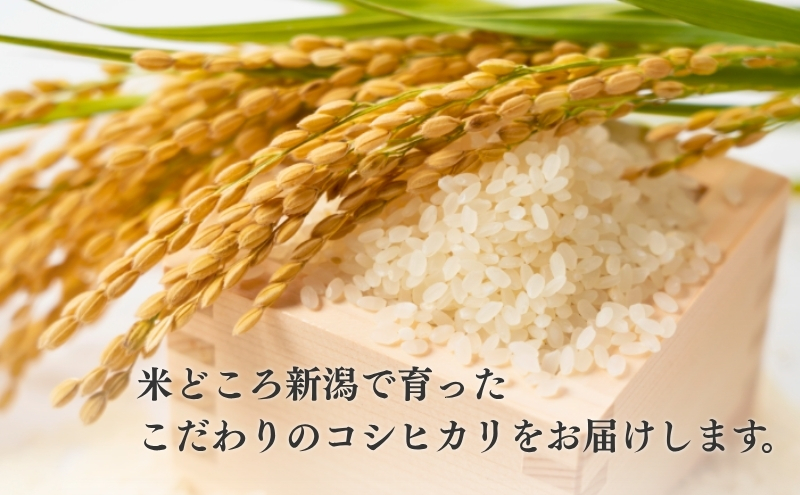 R7年産米 新潟産コシヒカリ5kg