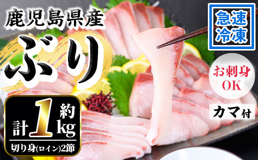 鹿児島県産 養殖 ぶり （ハマチ）の切り身「ロイン2節・カマ1個付」合計約1kg！ ハマチ 出世魚 ぶり 急速冷凍 刺身 漬け ぶりしゃぶ にもおすすめ！ブリ はまち【A-2022H】