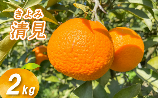 【2027年3月中旬頃から順次発送】低農薬栽培清見 2kg | 数量選択可 清見 みかん ミカン 蜜柑 柑橘 数量限定 愛媛県産 松山市 中島 低農薬 愛媛