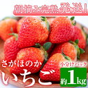 【ふるさと納税】朝摘み完熟発送！牧内農園のさがほのか(4パック・約1kg) 苺 イチゴ フルーツ 果物 果実 数量限定 期間限定【牧内農園】【0123903a】