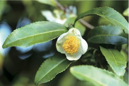 入浴剤 jiwajiwa 大和番茶に浸る。よい香り 奈良薬草風呂 20日分 キハダ葉ブレンド＆マコモ葉ブレンド詰め合わせ K-27