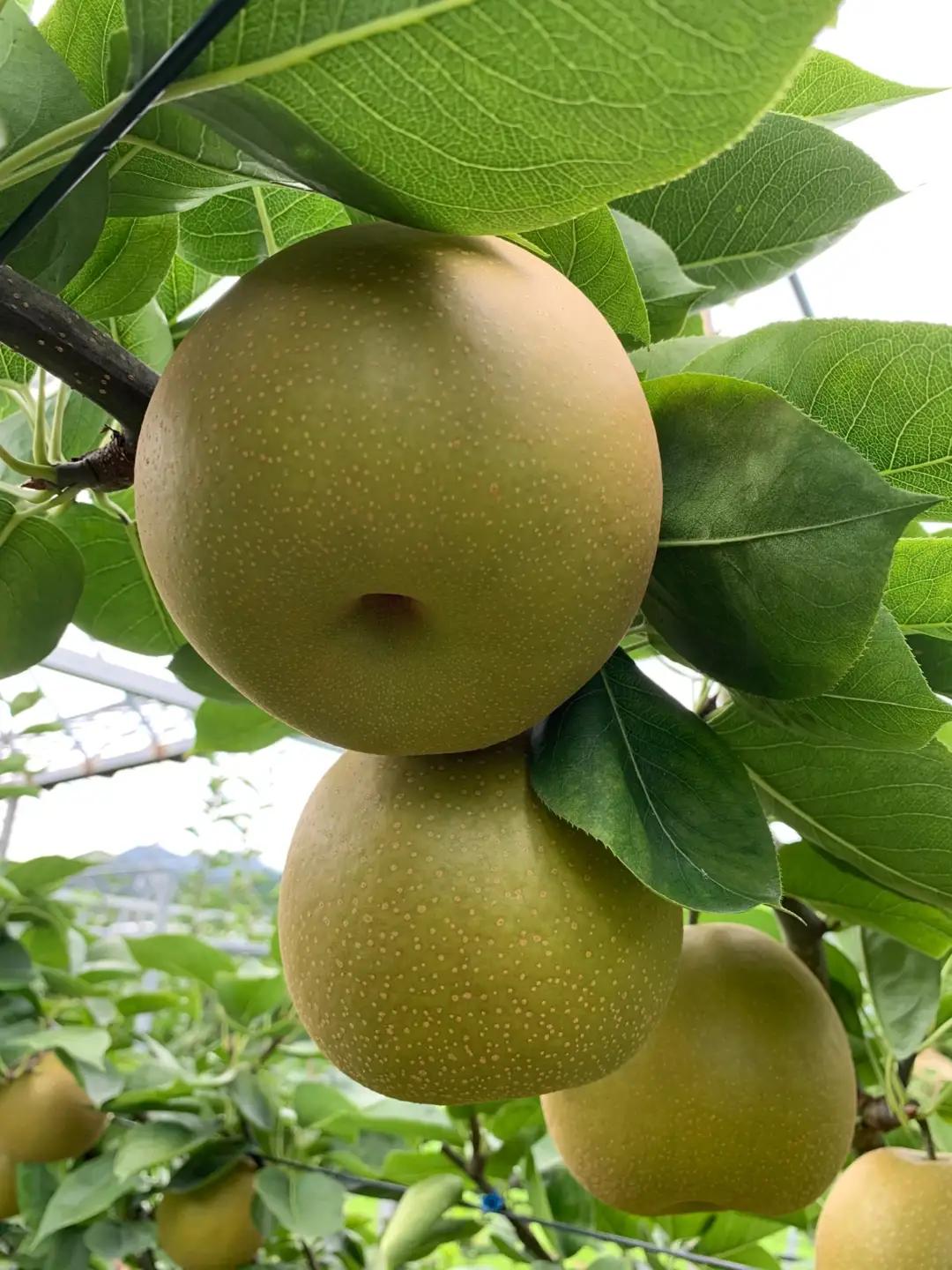 【令和8年産先行予約】伊万里梨「甘太」 約5kg 178-B94