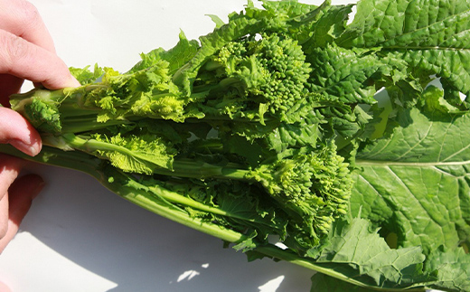 【先行予約】菜の花 パック入り 約1.2kg (8パック) なの花 菜の花 おひたし 天ぷら 炒め物 春 野菜 食品 名産 四国 F5J-924