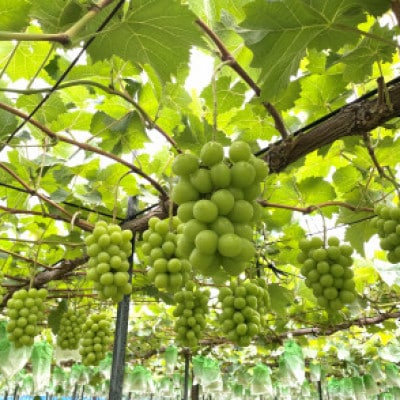 農園直送!訳ありシャインマスカット1kg以上 朝採れ 糖度18度以上 【2025年8～9月発送】【配送不可地域：離島】