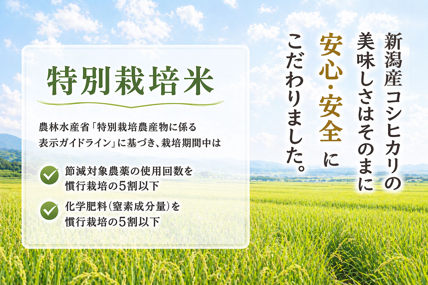 【令和7年産】新潟産コシヒカリ 特別栽培米 10kg（5kg×2袋） 精米 白米