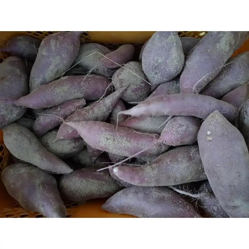【先行予約】京都丹後砂丘育ち にしまる金時芋 5kg（2026年12月上旬～発送）　芋 国産 京丹後産 サツマイモ 薩摩芋 サツマ芋 さつま芋 きんとき 5キロ 農家応援 生産者応援