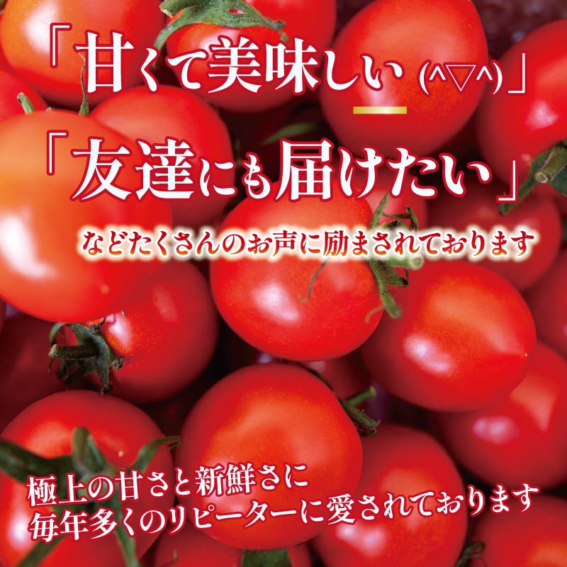 安田町の野菜 ナス トマト 少量セット 野菜 お試し セット 詰め合わせ ナス 5本トマト 150g x 2 300g 旬の野菜 季節野菜 やさい 国産 人気 季節 旬 新鮮 定番 人気 年末年始 クリスマス プレゼント 高知県 安田町 TR15
