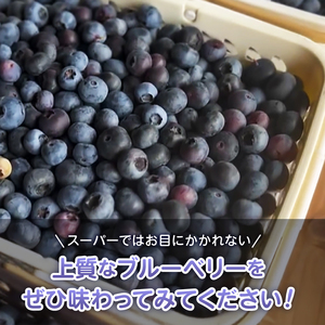 【中粒】 冷凍 ブルーベリー 500g ベリー ［h290011］