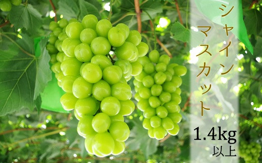 
            道の駅マイデルのシャインマスカット2～3房（約1.4kg以上）※9月頃より順次配送
          
