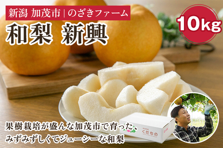 【2025年先行予約】新潟県加茂市産 和梨 新興10kg（14～28玉）〈10月下旬～順次出荷〉 なし ナシ しんこう 果物 フルーツ 秋の味覚 加茂市 のざきファーム