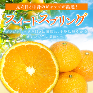 『 かめまる食堂 』 熊本県産 ご家庭用 スイートスプリング 約 5kg 柑橘 柑橘類 甘い みかん フルーツ 訳あり 果物