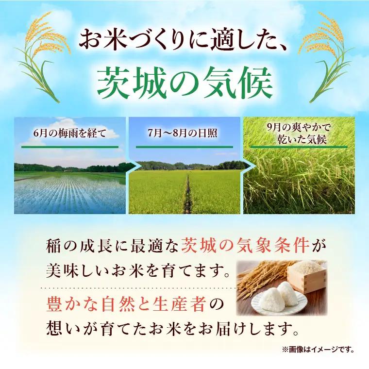 令和7年産 茨城県産 コシヒカリ15kg（5kg×3袋）【お米 米 コメ こめ こしひかり 北茨城市 茨城県】(AL255)