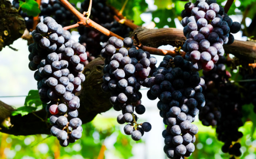 ワイン 奥出雲葡萄園 カベルネソーヴィニヨン・ロゼ 3本セット 国産 ワイン セット ロゼワイン カベルネソーヴィニヨン ロゼ 3本 3本セット 詰め合わせ 飲み比べ セット お酒 酒 アルコール 日