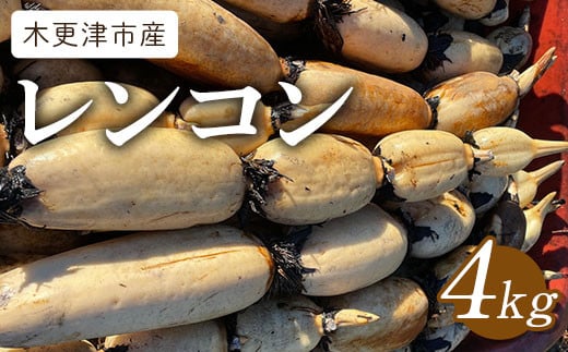 【先行予約／11月～発送開始】木更津市産レンコン4kg KBT001 ふるさと納税  れんこん レンコン 蓮根 千葉県 木更津市 送料無料