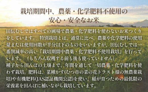 特別栽培米 ササニシキ 玄米 5kg
