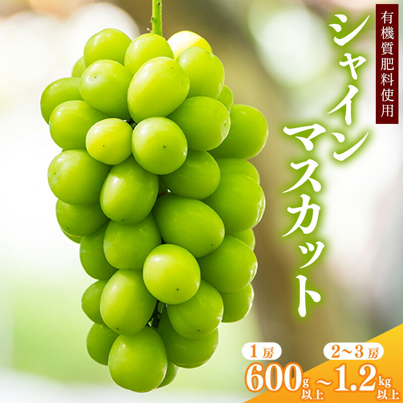 【ふるさと納税】令和8年産 先行予約 ＜厳選＞ 選べる！ シャインマスカット 600g 以上 〜 1.2kg 以上 山形県産【2026年9月上旬頃〜10月上旬頃発送予定】※配送不可 沖縄・離島 2026年産 甘い ぶどう ブドウ 種なし 葡萄 果物 フルーツ お取り寄せ 特産 産地直送