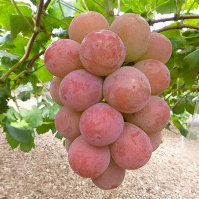 ふるさと納税 津山市 【発送月固定定期便】10〜12月　大粒ぶどうの詰合せ全3回 |  | 03