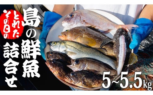 大崎上島 鮮魚 セット 5～5.5kg 詰合せ 詰め合わせ 新鮮 おまかせ 魚 刺身 煮魚 天ぷら