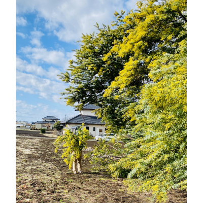 (3月発送)大きな木から作ったミモザのリース【限定品】おしゃれなお花をインテリア壁飾りプレゼントに!【配送不可地域：離島】【1582063】