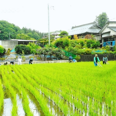 令和7年産新米 アミーゴ米2kg(コシヒカリ・天日干し)【自然の力　栽培期間中農薬・化学肥料不使用】【配送不可地域：離島・沖縄県】【1702214】