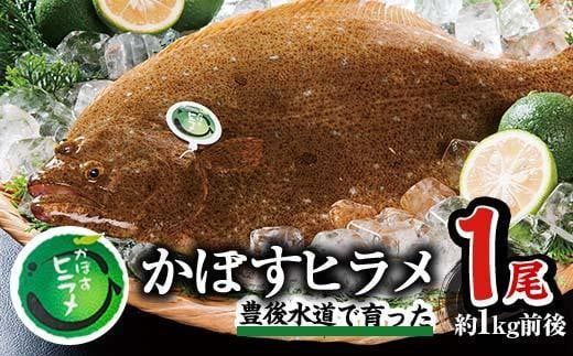  かぼすヒラメ (1尾・約1kg前後) ひらめ 平目 直送 漁師 養殖 魚 鮮魚 白身魚 獲れたて 刺身 煮つけ 唐揚げ 塩焼き 冷蔵  国産 大分県 佐伯市 蒲江産【CX02】【大分県漁業協同組合】