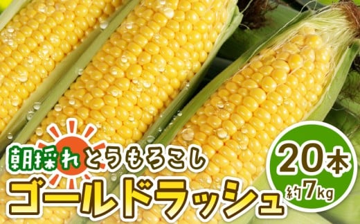 先行予約 とうもろこし 20本 約7kg 銚子産 ゴールドラッシュ スイートコーン トウモロコシ コーン 野菜 やさい 旬 夏野菜 朝採り 朝採れ 国産 産地直送 冷蔵 大容量 人気 BBQ キャンプ お取り寄せ 贈答 コーンスープ ふるさと納税 ふるさと納税とうもろこし ふるさと納税野菜 なんばん とうきび toumorokosi 送料無料 千葉県 勘兵衛 【令和8年7月中旬~8月上旬発送予定】