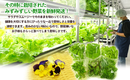 【ミライファーム】高ビタミン 水耕栽培 野菜詰合せ おまかせ5品種【障がい者支援】 FZ23-641