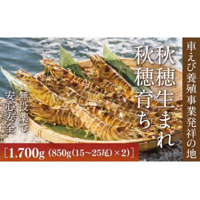 ふるさと納税 山口市 旭水産活き車海老1700g(850g(15〜25尾)×2)【養殖】 B056