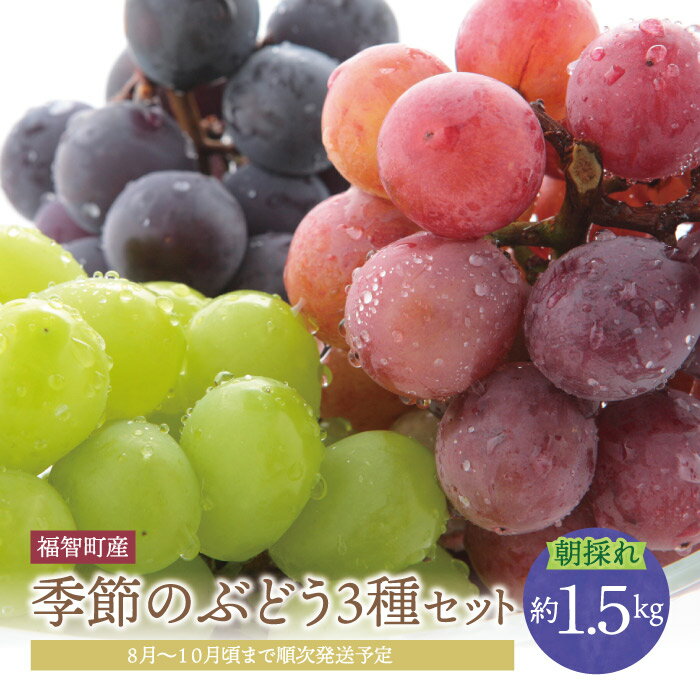 【ふるさと納税】2026年発送 季節のぶどう3種セット 約1.5kg フルーツ ぶどう 葡萄 福岡県 福智町産 ブランド 果実 先行予約 送料無料 《 予約受付 》 レビューキャンペーン