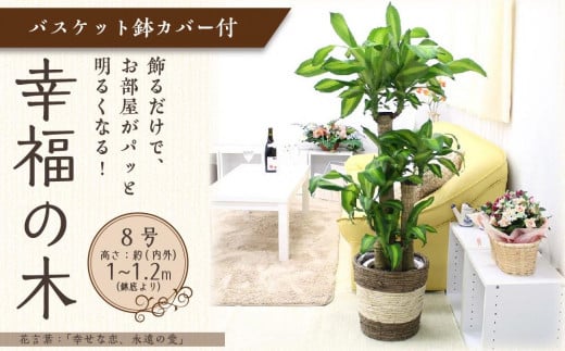 幸福の木 8号 ストライプバスケット鉢カバー 高さ:約1m～1.2m(鉢底より) 【観葉植物 植物 幸福の木 8号 鉢付 インテリア 部屋 室内 オフィス 癒し エコ グリーン マイナスイオン リラックス オシャレ おしゃれ ギフト プレゼント 贈り物 人気 おすすめ  福岡県筑前町 送料無料 AG008】