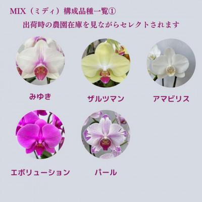 ふるさと納税 山梨県 ミディ胡蝶蘭　山梨県産　鉢サイズ4寸　2本立て　石原洋蘭園　ギフトや贈答品におすすめです。 |  | 01