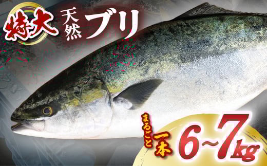 【先行予約】 産地直送！ 超特大！海陽町よりブリまるごと１本をお届け！ ぶり 鰤 海鮮 新鮮 魚 国産 ぶりしゃぶ 【2026年3月下旬～4月にお届け】