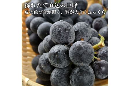 【先行予約】【数量限定】宮内果樹観光園のニュー巨峰 約1kg ぶどう 2～3房 | フルーツ 果物 くだもの ブドウ 葡萄 巨峰 ニュー巨峰 産地直送 国産 大分県 中津市