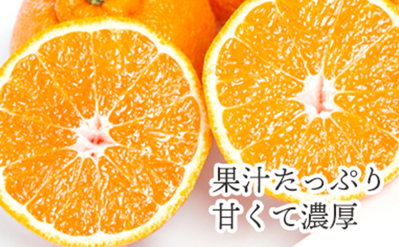 先行予約＜訳あり 愛媛県産 不知火 合計約1.5kg＞ 『2027年2月以降順次出荷予定』ミヤモトオレンジガーデン 愛媛県 西予市