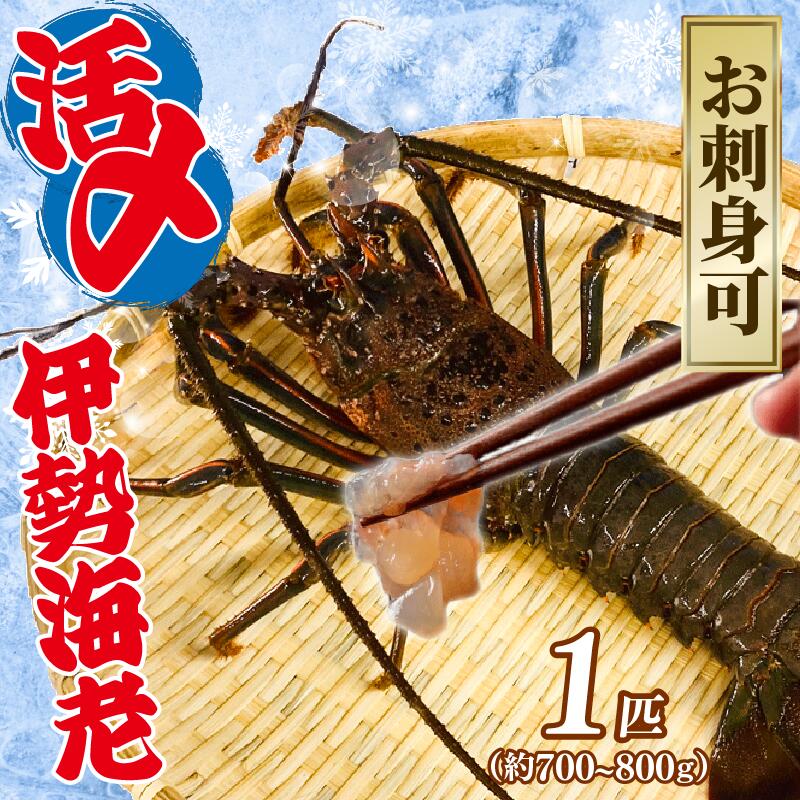 【ふるさと納税】 【9月以降順次発送】 伊勢海老 活〆冷凍伊勢海老 1匹 (700~800g) お刺身 海老 エビ 刺し身 エビマヨ 味噌汁 天ぷら 天丼 鬼瓦焼き 甘み 旨味 美味しい 氷締め 冷凍 大きい 贅沢 ご褒美 豪華 人気 おすすめ 家庭用 ギフト プレゼント 治吉水産 千葉県 旭市