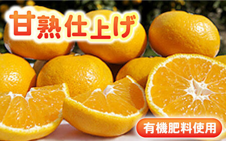 完熟 太良みかん 計5kg（4.5kg＋500g傷み保証分）/ フルーツ / 佐賀県 / 山本農園 [41ATBT003]