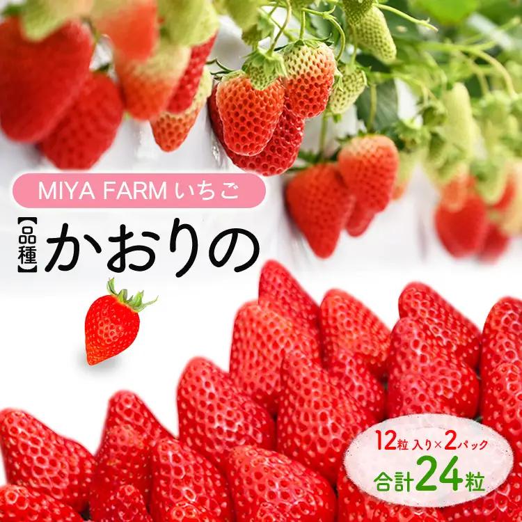 【先行予約】MIYAFARM いちご（品種：かおりの）12粒入り×2パック 合計 24粒 ※北海道・沖縄・離島への配送不可 ※2026年12月中旬～2027年5月下旬頃に順次発送予定